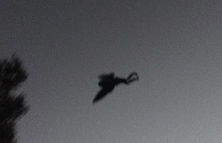 mothman01