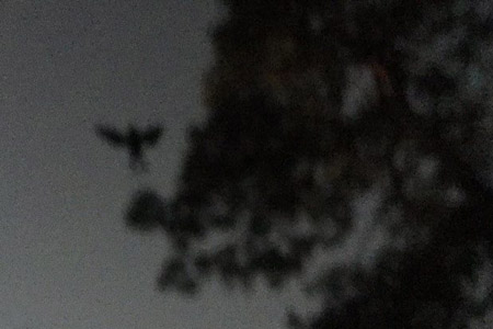 mothman02