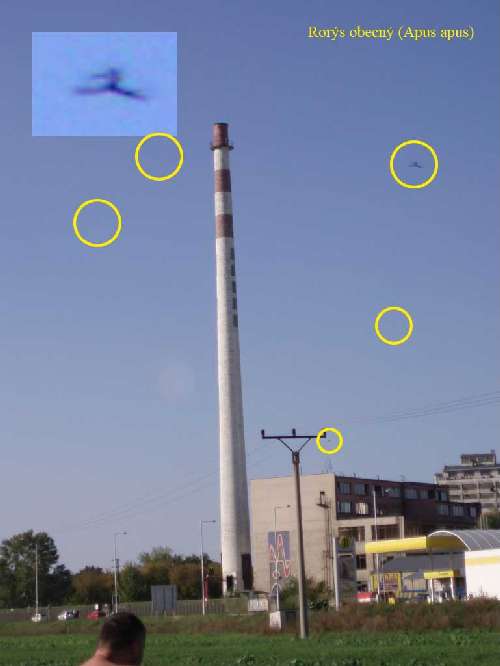 f20080810_polakovic176_f