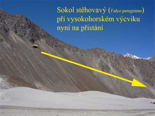 himalayas_sokol